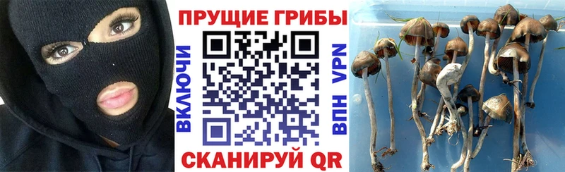 Псилоцибиновые грибы Cubensis  где продают   Первомайск 